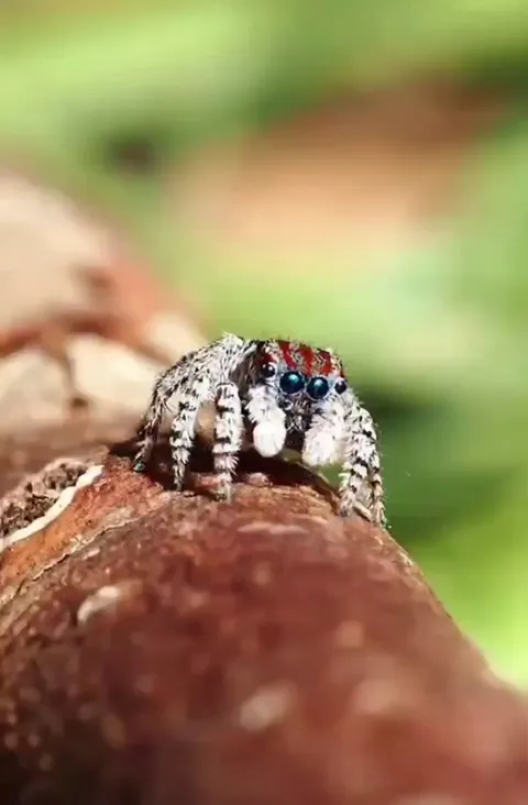 🔥peacock spiders show you the dance of their people