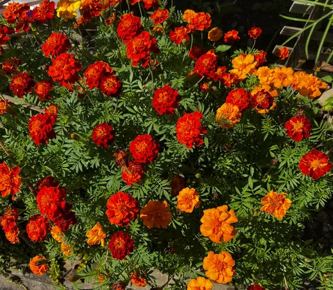 My Marigolds Marigolding