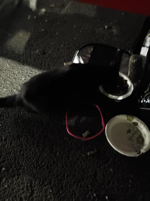 1 year with since I brought this girl home, pregnant with 5 kittens