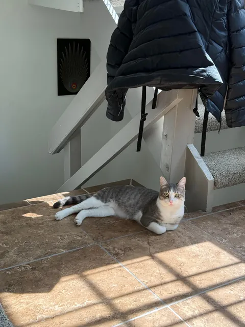 My husband and I adopted our first ever cat yesterday and we’re obsessed with him already!