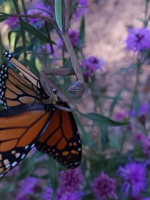 invasive mantis eating my endangered butterfly :(