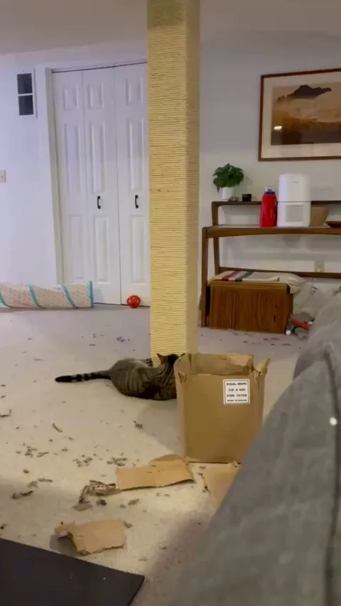 Support beam becomes homemade XXL scratching post
