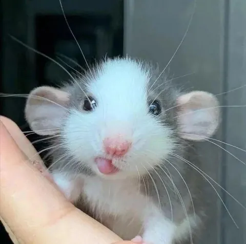 What name would you give this tiny cutie? 🐭