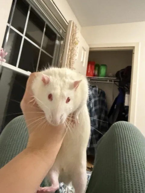 Bro my rat farted and it smelt so bad I literally almost gagged