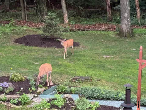 Deer having a feast on the deer resistant plants I planted in my in laws back yard