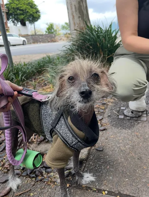 went for a walk with a friend and she came with this dog