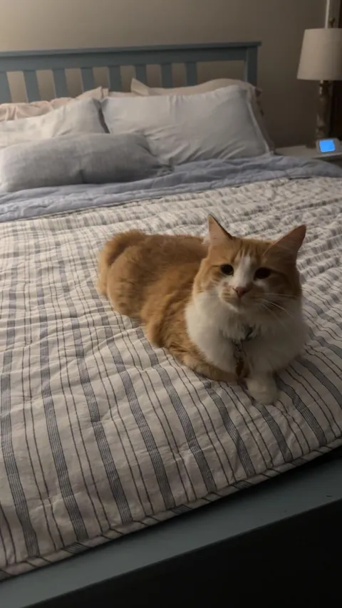 The 4th cat I didn’t know I needed.