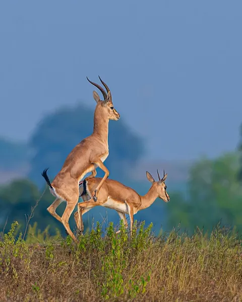 wildlife photography from the Indian wilderness