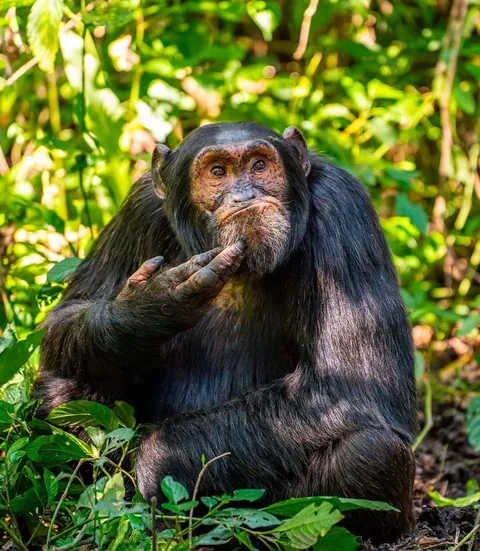 🔥 The Nikon Comedy Wildlife Awards 2024