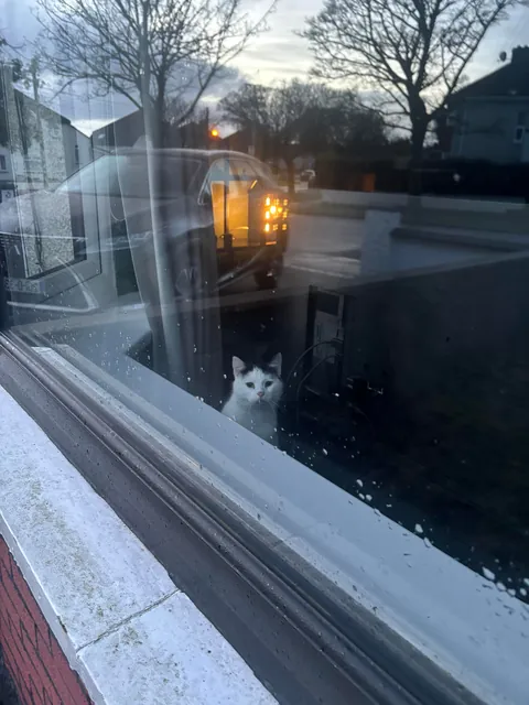 Just adopted this lovely girl ❤️❤️