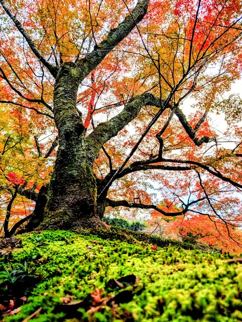 Japan in November 2025 - pure magic