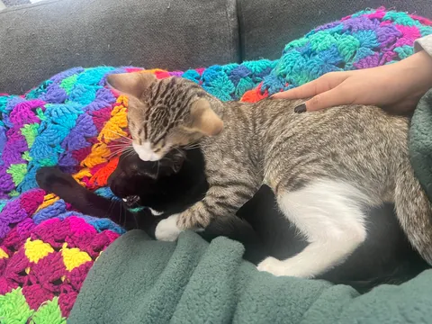 Happy 10th birthday 🖤🐈‍⬛