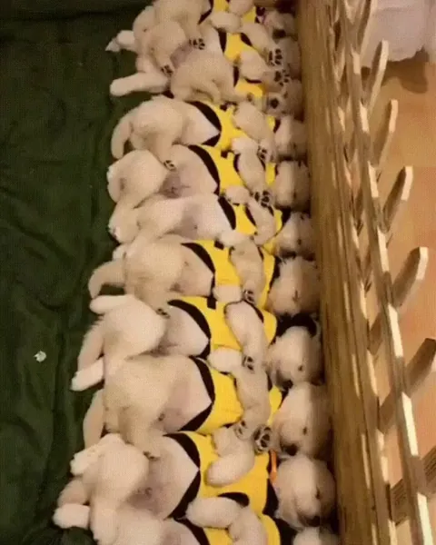 Pups wake up at same time