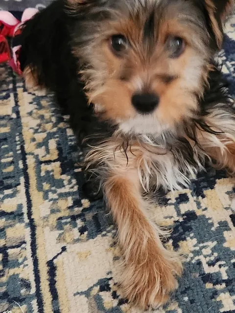 Found this guy at the shelter yesterday.