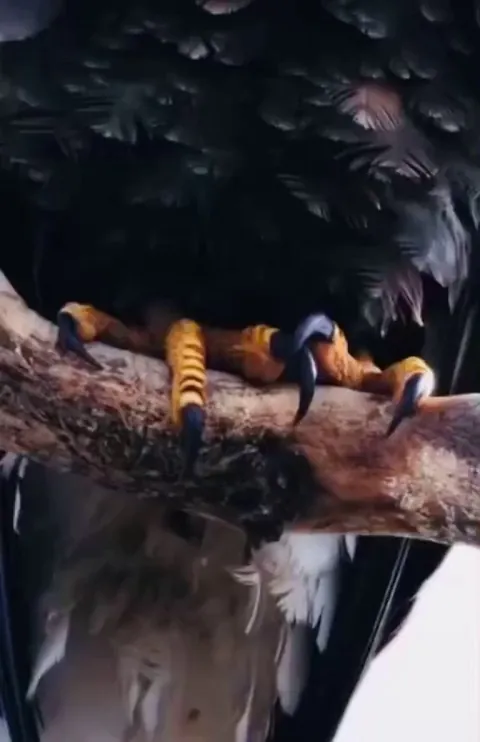 The eagle's transparent eyelids allow it to watch its prey without blinking, even during flight.