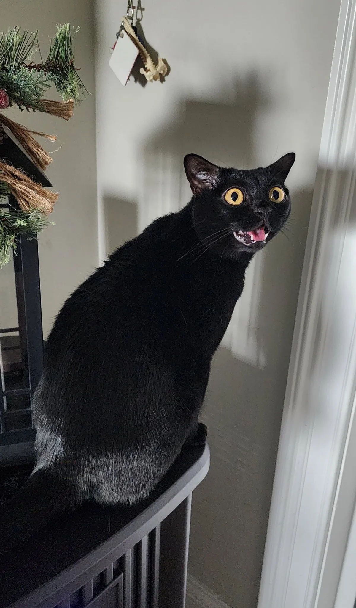 Claudia purrsuading me not to leave