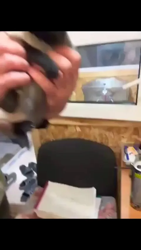 A guy wanted to adopt a cat, but he wouldn't leave his brother's side, so he had to take both of them.