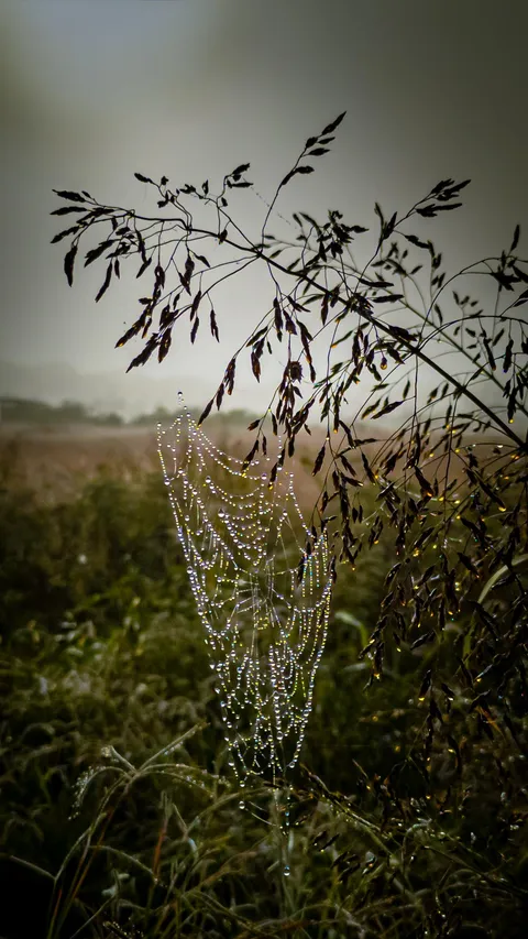 🔥 Waterbeaded Spiderweb 