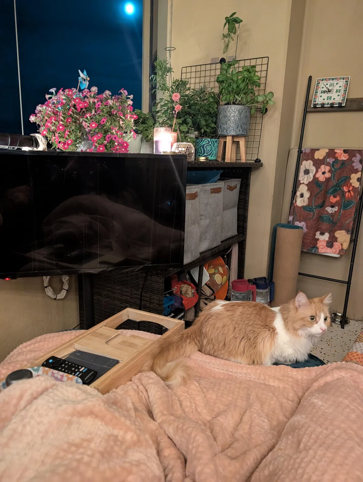 My balcony where I spend all of my time ft. my cat Tater