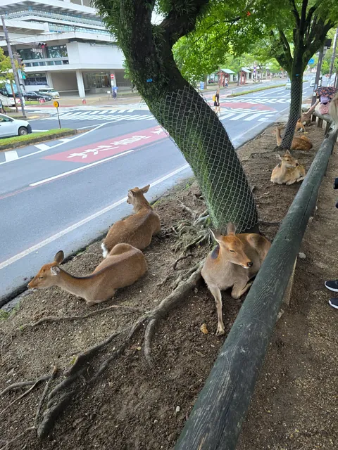 There is a town in Japan (Nara) where deer live freely among the citizens.