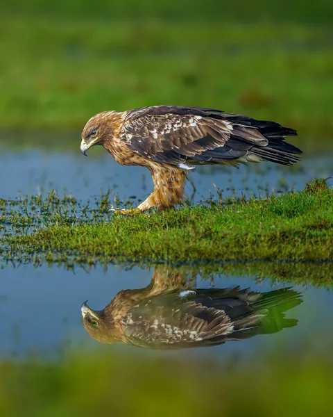 wildlife photography from the Indian wilderness