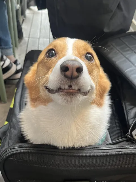 I met Lola at work yesterday and look at her TEEF