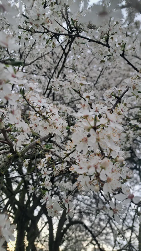 This beautiful tree showing me the first signs of spring like a Queen..