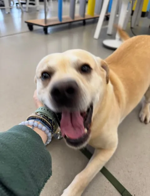 My office has an open dog policy