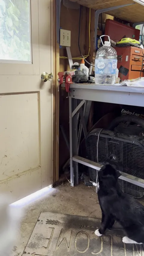 I couldn’t comprehend that this was how he was getting out, so I setup my phone and he did this right away