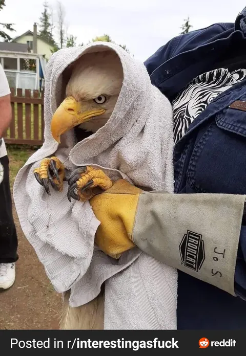 PsBattle: Bald Eagle in a hood