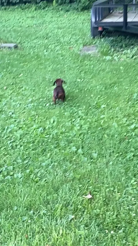 Meet Mojo, our rare 18 yr old Mini-Weenie!