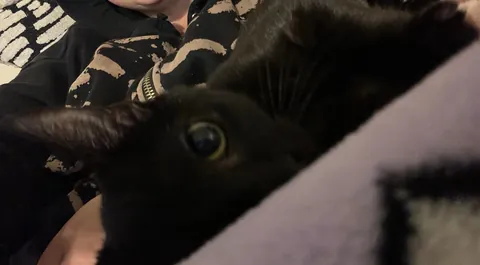 Just adopted Luci this afternoon. I’m obsessed with my baby.