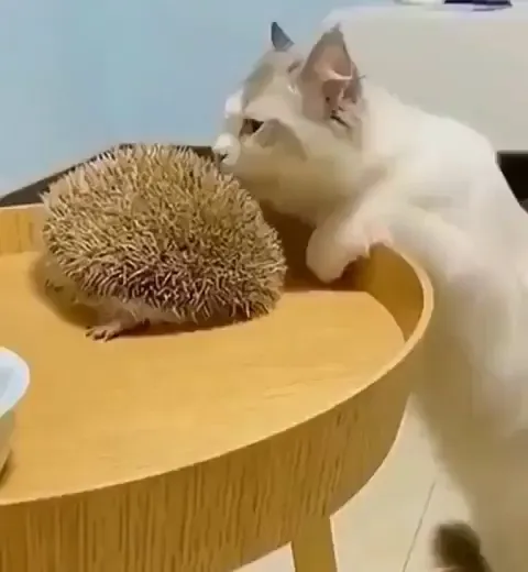 Watching This Cat Use A Hedgehog To Scratch Its Chin
