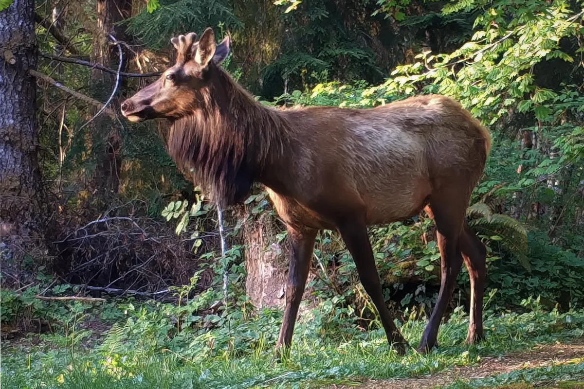 Nice  looking bull elk came on the property early in the year.