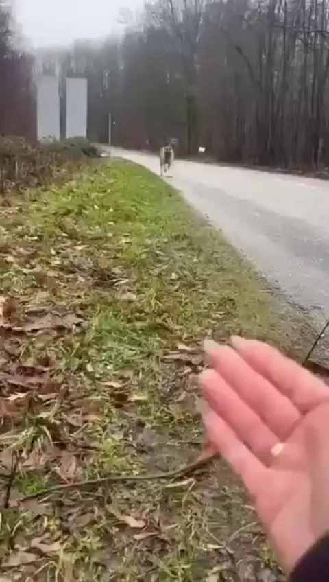 Dog rescuer finds abandoned dog