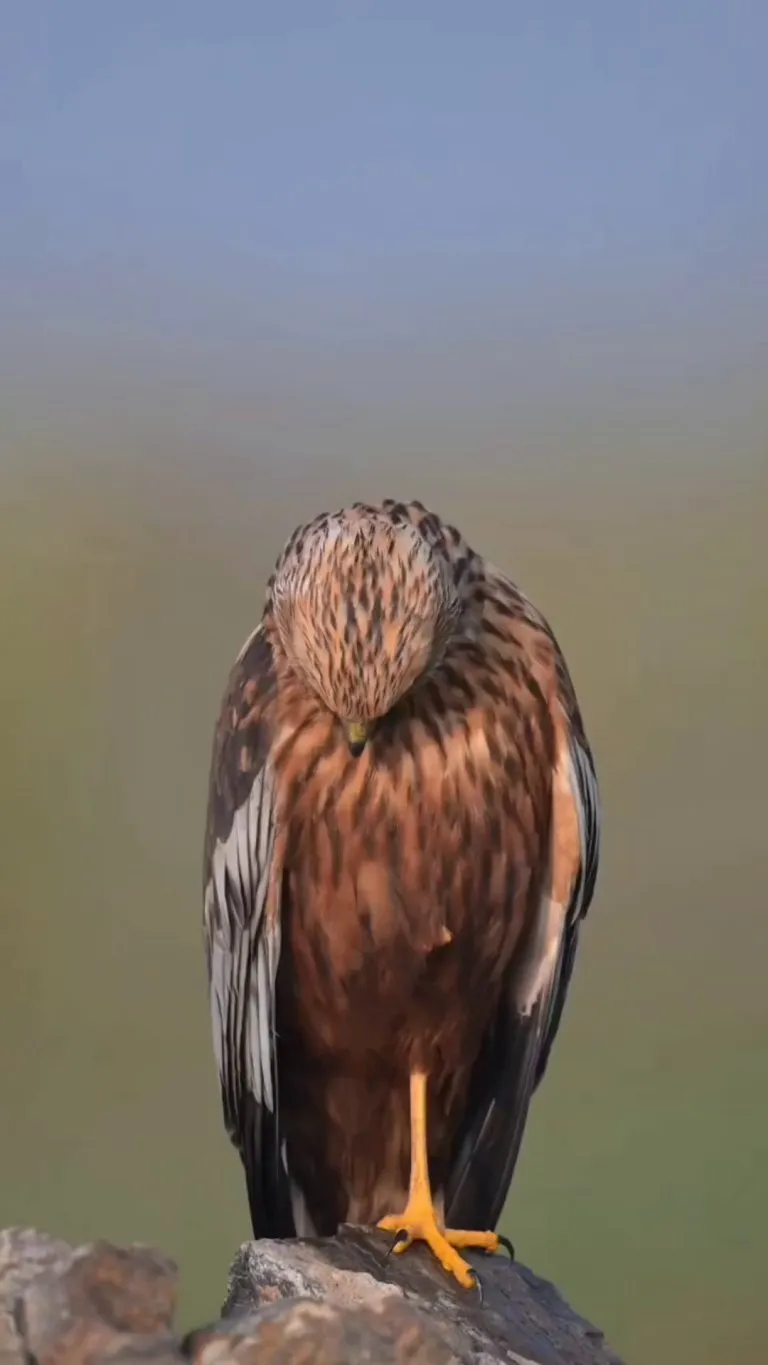 🔥 The western marsh harrier (Circus aeruginosus)