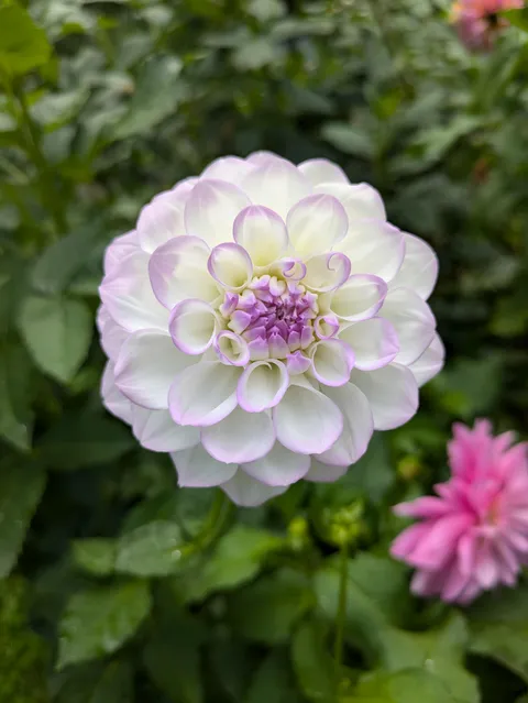 Always amazed at the beauty of these!