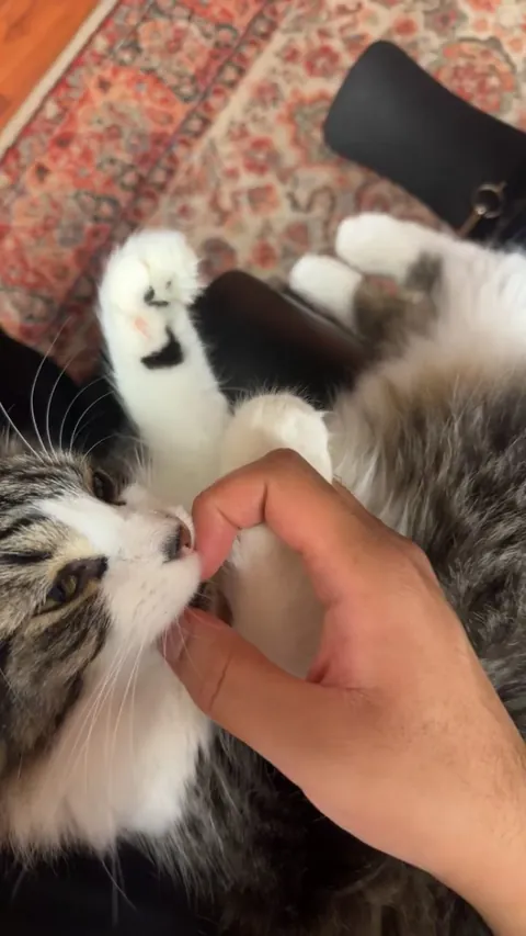 Obligatory birthday post for this sweet crazy kitty