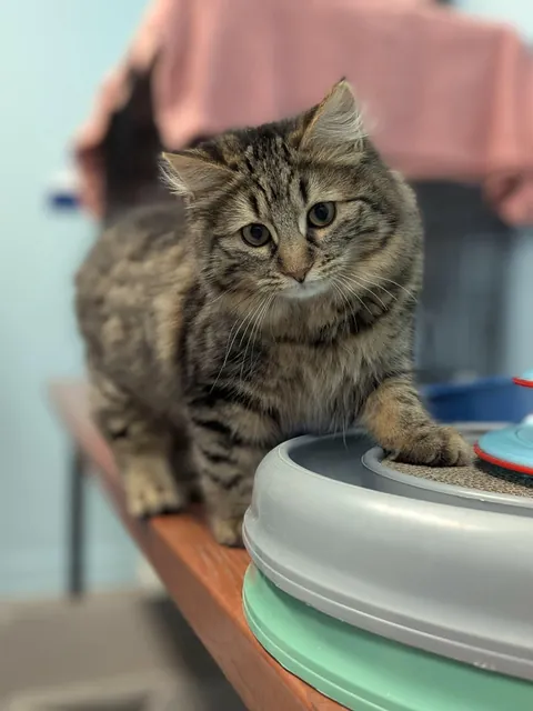 The cute Joey (yes she’s a girl) from our shelter ❤️❤️❤️