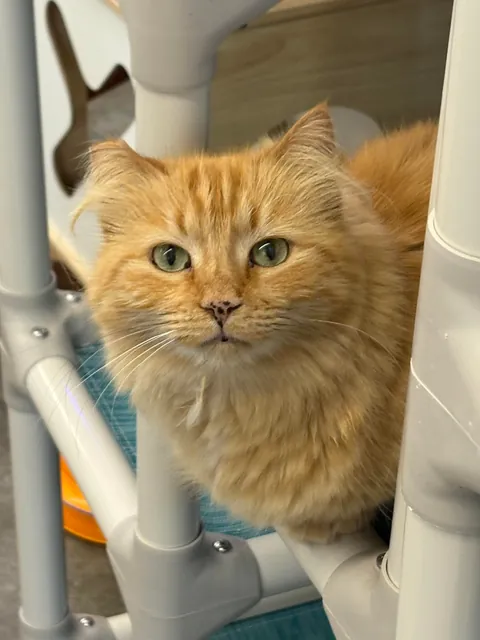 I just hit two years helping at the local animal shelter!