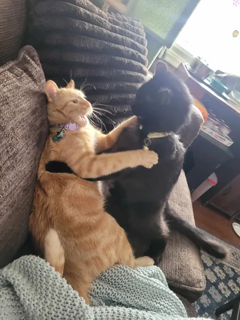 PsBattle: cats engaged in combat