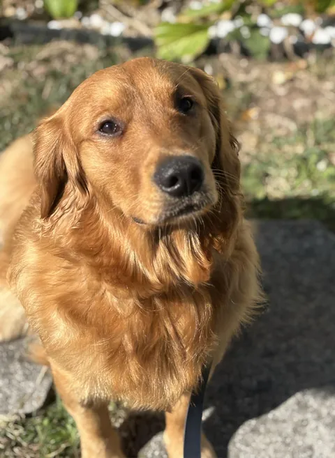 Golden pup in the golden sun watching the birdies