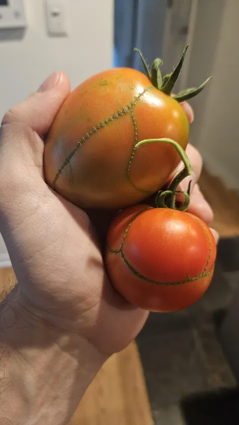 Can anyone tell me what happened with these weird Frankenstein tomatoes?