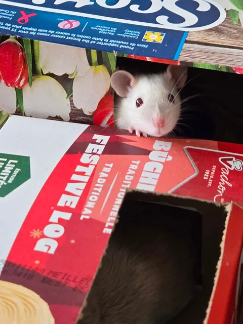 Jimily &amp; friends rat photos dump!