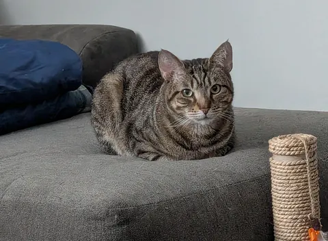 My beautiful tabby Spring, with tiny Lynx tips