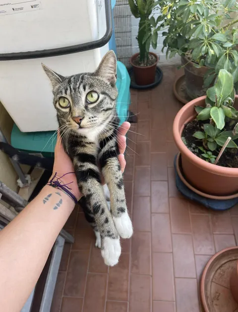 My 1 y.o cat started to be afraid of strangers coming to my house and will hide the whole time they are here. This wouldn't happen a few months ago, he would just hang around. Why the sudden change?