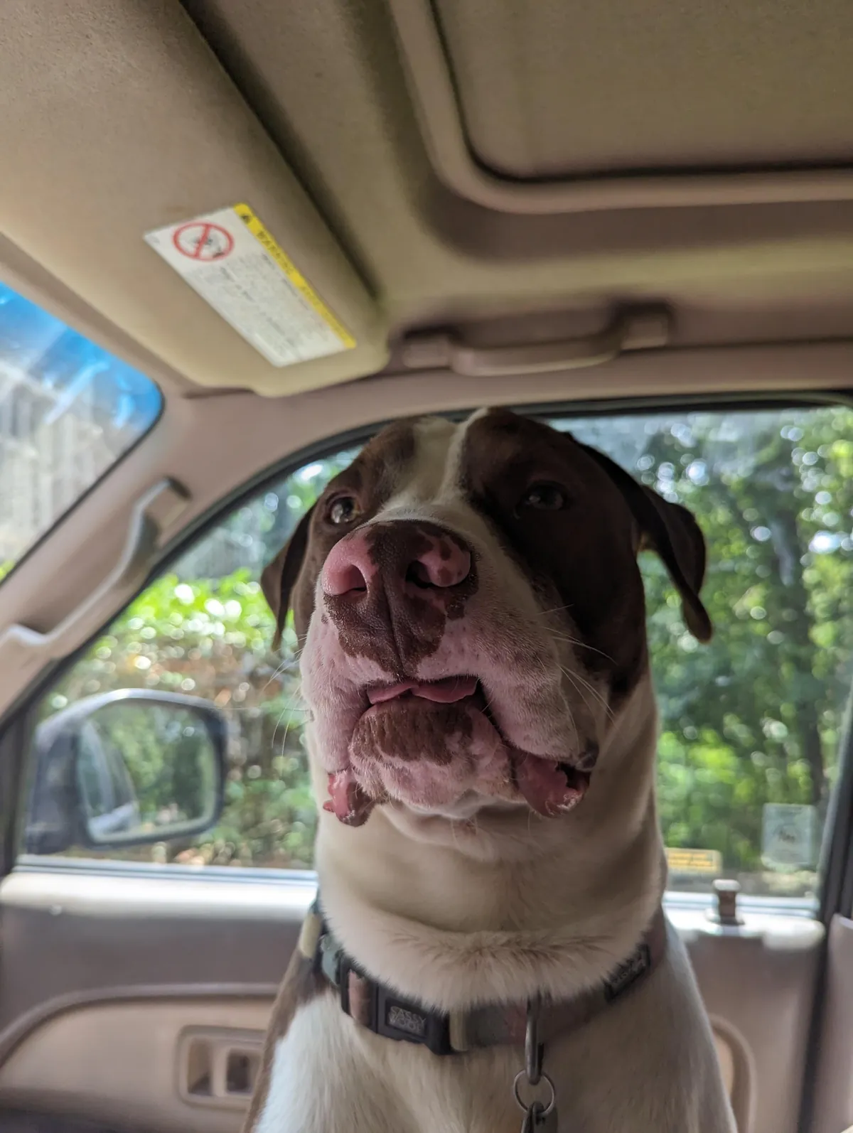 Since everyone loved him so much as a puppy, here he is at least a little grown up