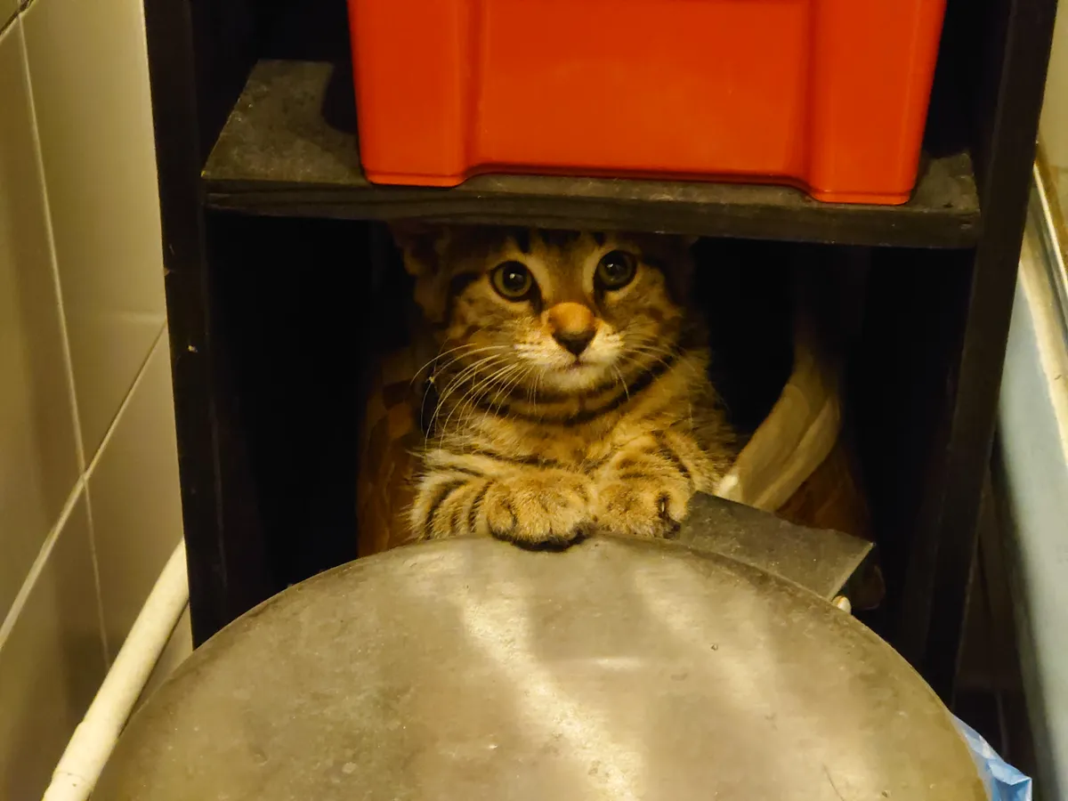 Appreciation post for my dearest lil guy.