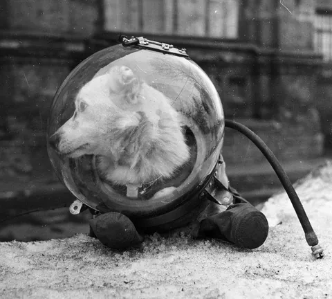 Belka and Strelka The Space Dogs Upon Returning From their Cosmic Voyage. USSR, August 1960
