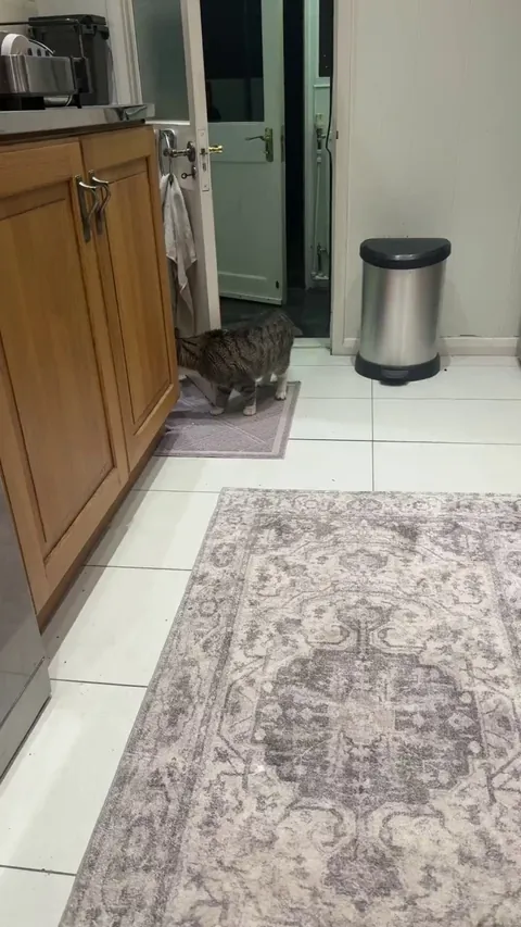 Homeless cat won’t stop trying to come into my house